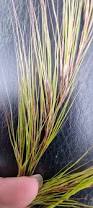 Image result for Panicum trichocladum