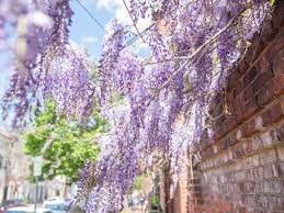 Any of several climbing woody vines of the genus wisteria in. Chinese Wisteria Plant Care Growing Guide