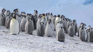 Penguins international is dedicated to penguin conservation and research to help understand the issues that penguins face and how we can join together to protect the future of these amazing. Emperor Penguins Flee Unsteady Ice After Unprecedented Failure To Breed Science Aaas