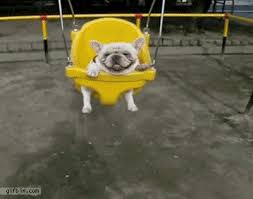 Bulldog In A Swing Cute Animals Baby Animals Cute Dogs