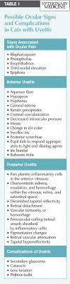 It can be a painful condition and, if not diagnosed and treated properly, can result in vision problems. Feline Uveitis A Review Of Its Causes Diagnosis And Treatment