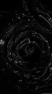 Black line screen tv with 4k ultra hd video technology icon isolated on white background. 4k Ultra Hd Uhd 3840x2160 Black Rose Wallpapers And Desktop Desktop Background