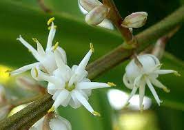 Cordyline Australis Wikiwand