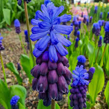 Image result for Afrohybanthus latifolius