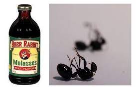We killed our ants by mixing equal packets with apple juice. Cornmeal Magic The Myth That Will Not Die The Garden Professors