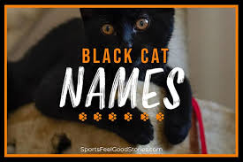 A number of iconic black cats have been in tv, movies and even the white house. 137 Good Black Cat Names To Name Your Pet Both Girl Boy Choices