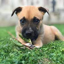 Is the german shepherd boxer mix too much to handle? German Shepherd Boxer Mix Is This Loyal Dog Right For You K9 Web