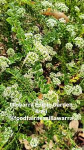 Image result for Lintonia nutans