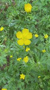 Image result for Ranunculus acris