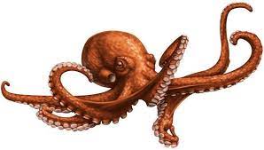 North Pacific Giant Octopus Tattoos Wacky World Studios Giant Pacific Octopu Giant North Pacific Giant Octopus Drawing Octopus Octopus Tattoos