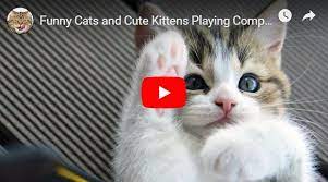 Funny Cats And Cute Kittens Playing Compilation For Laugh Funny Cats Funny Cat Games Funny Cat Faces