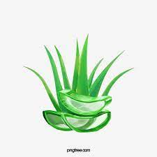 Aloe Vera Gel Green Food Png Transparent Clipart Image And Psd File For Free Download Aloe Vera Aloe Vera Gel Aloe