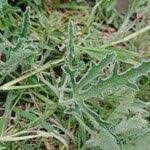 Image result for Cucumis ficifolius