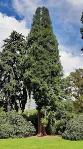 Image result for Calocedrus decurrens