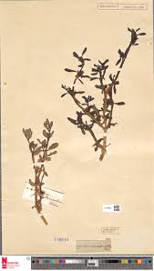 Image result for Sesamum parviflorum