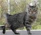 Cat Species With Bobbed Tails - Pets