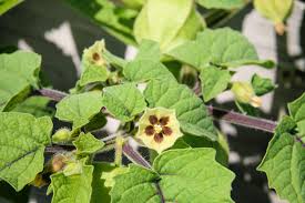 Image result for Physalis peruviana