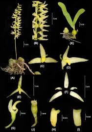 Image result for Bulbophyllum sp. nov