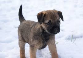 Bonnie The Border Terrier Border Terrier Dog Breeds Border Terrier Puppy