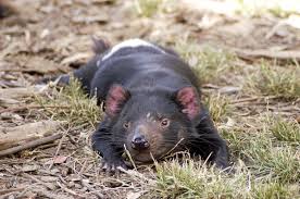 Maybe you would like to learn more about one of these? Tasmanian Devils And Devil Facial Tumor Disease Dftd Owlcation