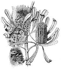 Banksia Marginata Pen Ink Drawing By John Armstrong Ink Pen Drawings Ink Drawing Ink Sketch
