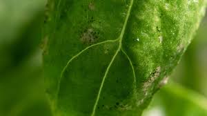 If you like to cook, you can grow your own basil at home. Problems Growing Basil Troubleshooting Guide Amazing Herb Garden