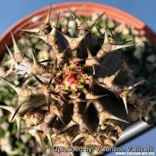 Image result for Emilia abyssinica