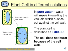 Maybe you would like to learn more about one of these? Diffusion And Osmosis Intermediate Ppt Download