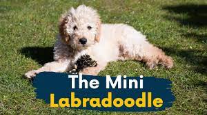 We call this size traditional mini. Mini Labradoodle 11 Reasons This Dog Should Be Your Next Family Member Youtube