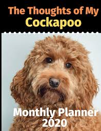 Cockapoos tend to enjoy digging. The Thoughts Of My Cockapoo Monthly Planner Planners Brightview 9781709482533 Amazon Com Books