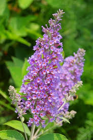 Check spelling or type a new query. 14 Gorgeous Purple Flowering Shrubs Bushes For Your Garden