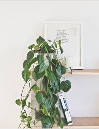 Common Name Heartleaf Philodendron Scientific Name Uses Season Facts Plants Heart Leaf Philodendron Plant Guide