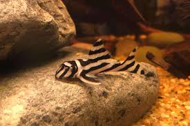 Consider transferring the zucchini from your cutting board to the pot with a slotted spoon to minimize splashing. L46 Zebra Pleco Guide All About This Super Expensive Aquarium Fish