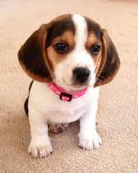 My Lucy Pocket Beagle Beagle Beagle Dog Beagle Puppy Pocket Beagle