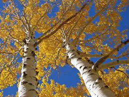 Aspens are a bit needy when it comes to pests and diseases as the tree is susceptible to a variety of problems. A Short Guide To Aspen Trees And Their Care