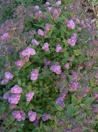 Everything that is related to daily themed crossword answers including tips, help, cheats, some tricks. 10 Best Flowering Trees And Shrubs For Adding Color To Your Yard Better Homes Gardens