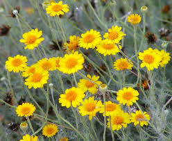 Image result for Pentadiplandraceae