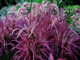 Pennisetum Fireworks Variegated Fountain Grass Red Fountain Grass Fountain Grass Grasses Garden