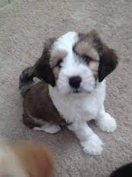 Litter Of 7 Tibetan Terrier Puppies For Sale In Smartsville Ca Adn 41495 On Puppyfinder Com Gender Male S And Fema Tibetan Terrier Puppies For Sale Puppies