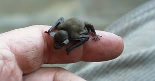 Cute Tiny Baby Bat Images Baby Animal Pictures Bumblebee Bat Cute Animals Animals Beautiful