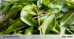 Dapatkan informasi, inspirasi dan insight di email kamu. 8 Manfaat Daun Inai Buat Kesehatan Gak Hanya Mewarnai Kuku Dan Rambut