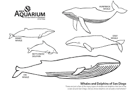 View and print full size. Coloringwithbirchaquarium Hashtag On Twitter