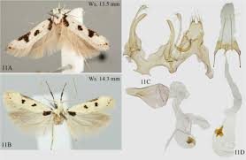 Image result for Cathormion altissimum