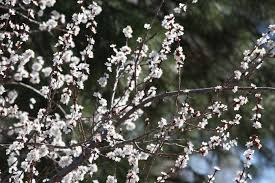 12,528 free images of flowering tree. White Blossoms On Flowering Apricot Tree Picture Free Photograph Photos Public Domain