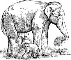 Elephant coloring pages welcome to the elephant coloring section you can find a wide variety of fun elephant coloring. Elephant Trunk Coloring Page Novocom Top