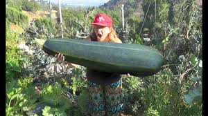 But then i took off in another direction, extolling the virtues. Grow Giant Zucchini Squash Summer Garden Harvest To Store Eat Cook Bake Collect Seeds For Plants Youtube