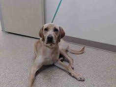 Find and adopt a pet on petfinder today. Jbussow Jbussow Profile Pinterest