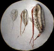 See more ideas about ocean animals, activities, arctic ocean. Life In The Arctic Ocean Woods Hole Oceanographic Institution