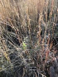 Image result for Eragrostis cylindriflora