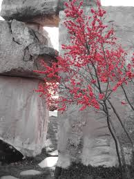 Black And White Art With Red Accents A Black And White Photo With A Color Accent Color Splash Pink Selective Color Photography Splash Photography